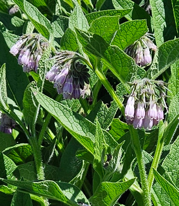 Comfrey