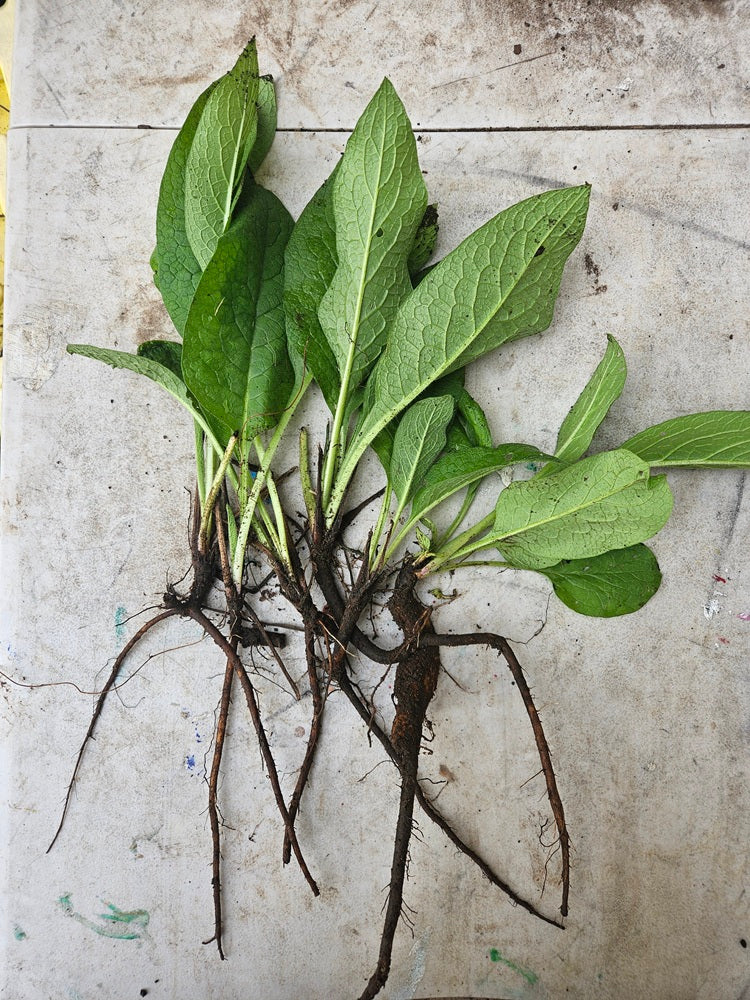 Comfrey Plants - First Year Bare Root – Bocking 14