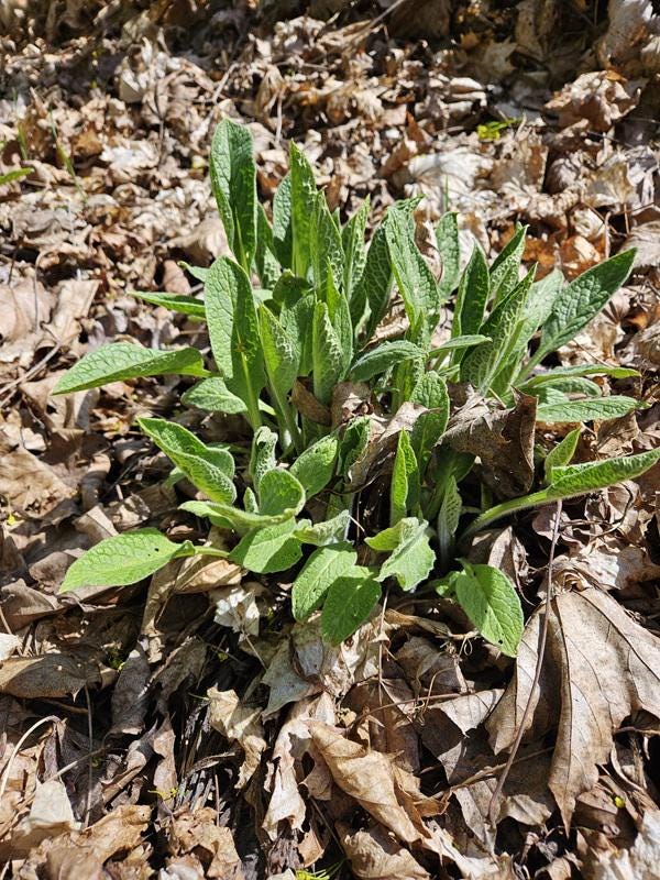 Comfrey Root Cuttings - Bocking 14