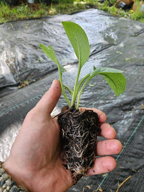 Comfrey Plant Plugs – Bocking 14
