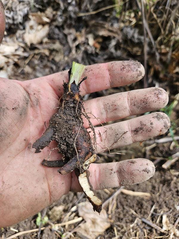 Comfrey Crowns - Bocking 14