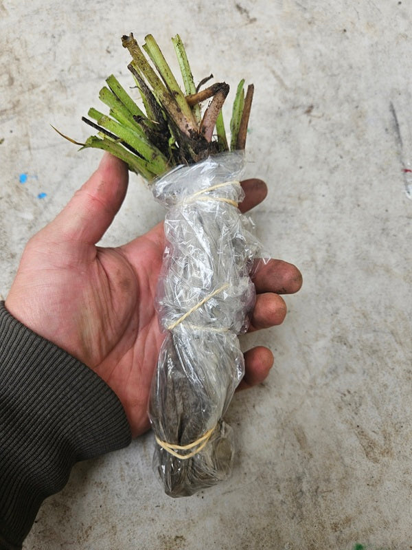 Comfrey Plants - First Year Bare Root – Bocking 14