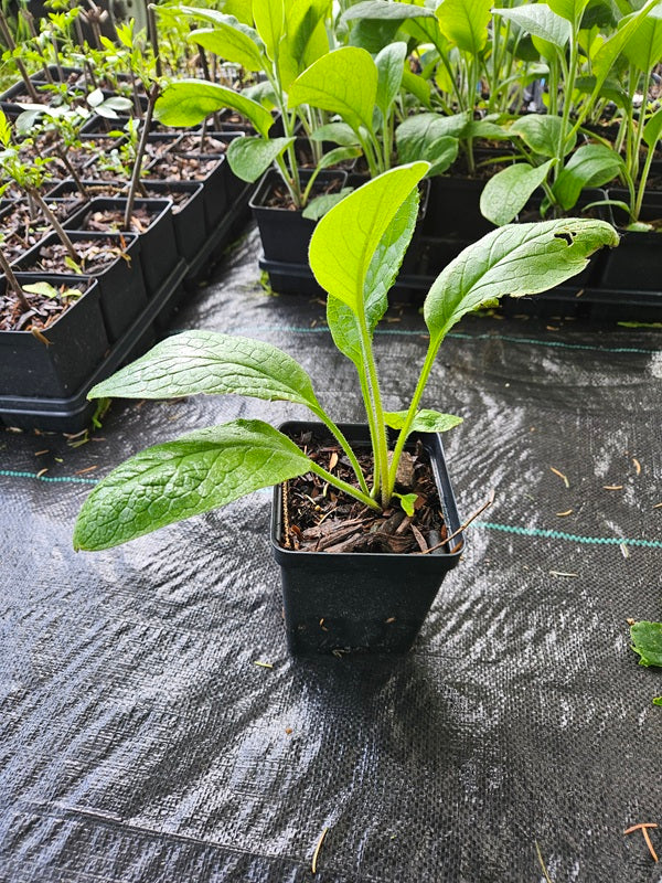 Comfrey Plants - Quart Pots – Bocking 14