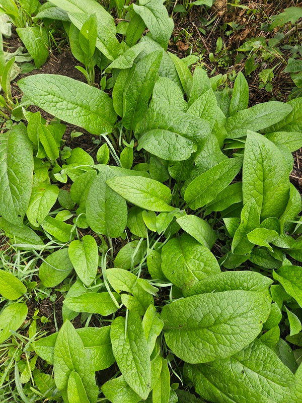 Comfrey Plants - First Year Bare Root – Bocking 14