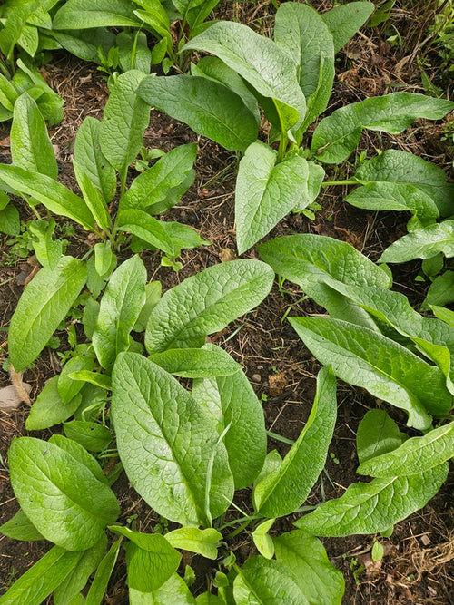 Comfrey Plants - First Year Bare Root – Bocking 14