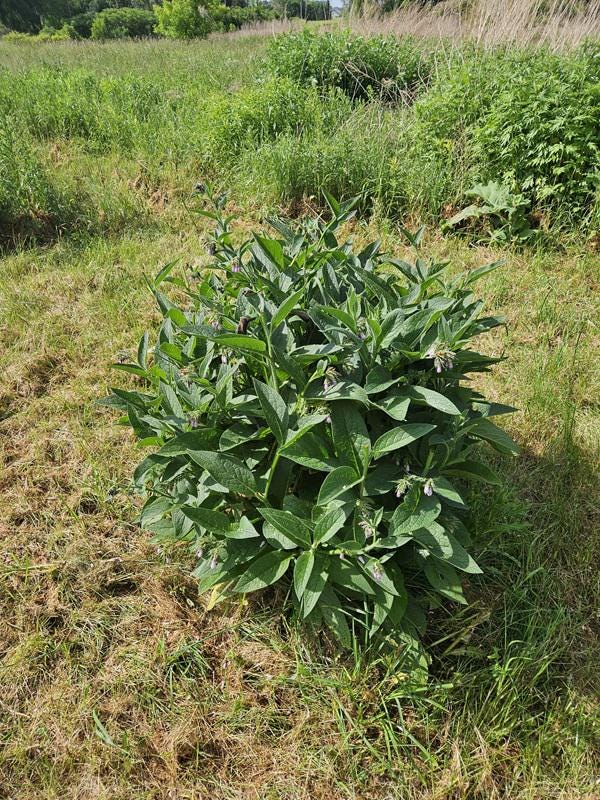 Comfrey Plants - Quart Pots – Bocking 14
