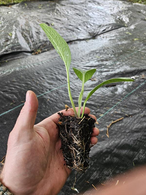 Comfrey Plant Plugs – Bocking 14